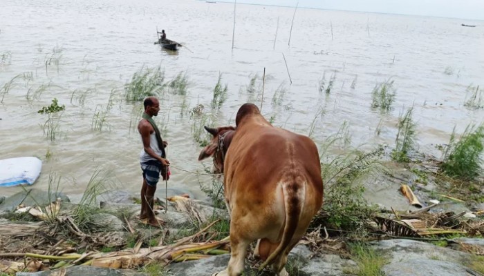 পদ্মায় ৪৭টি গরুসহ ট্রলারডুবি, পাড়ে বসে অসহায় খামারিরা