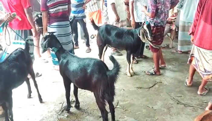 রাজশাহীর নওহাটা পশুহাটে অতিরিক্ত টোল আদায়ের অভিযোগ