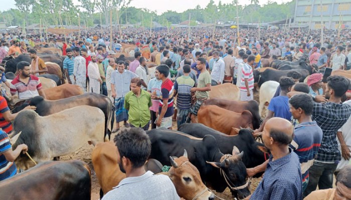 রাজশাহীতে জমজমাট পশুর হাট