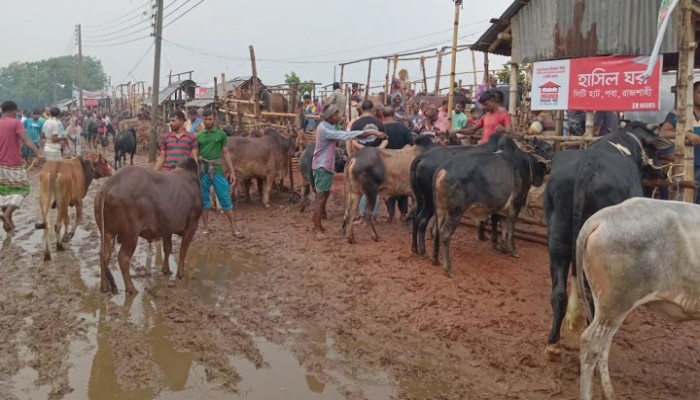 দুই দফা বৃষ্টিতে রাজশাহীতে কমল গরুর দাম