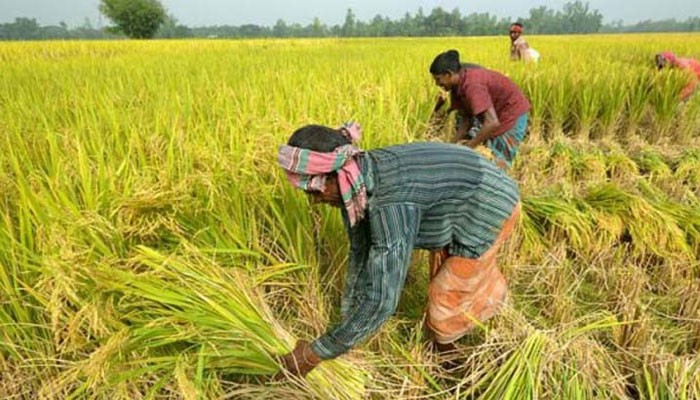 সরকার এর 'সহযোগীতা পেলে রানীশংকৈলে কৃষিতে ব্যাপক উন্নয়ন করতে চান' মতবিনিময়কালে কৃষি কর্মকর্তারা