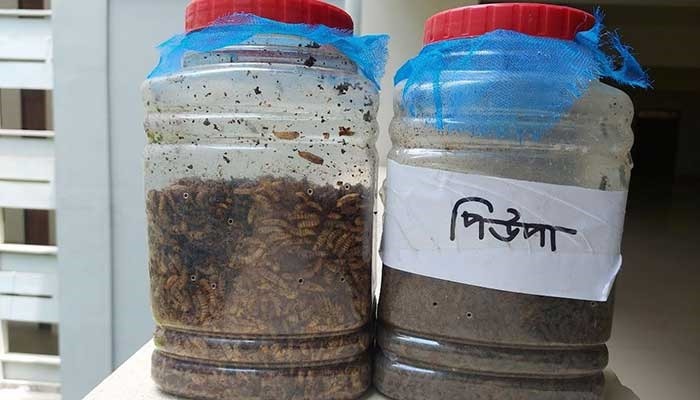 বর্জ্য থেকে মাছ-মুরগির খাদ্য তৈরি সম্ভব