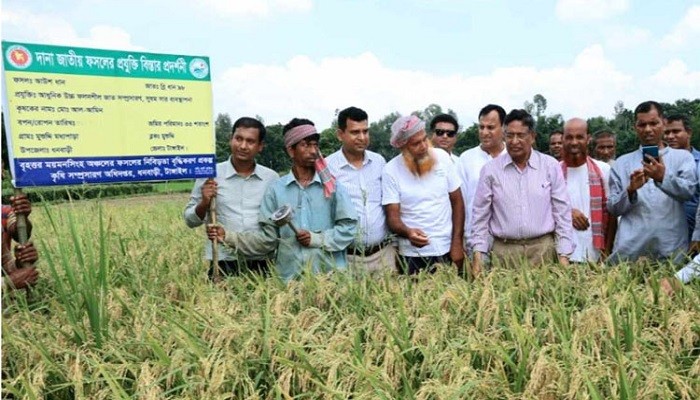 ব্রি-৯৮ আউশ ধানে বছরে চার ফসলের সম্ভাবনা