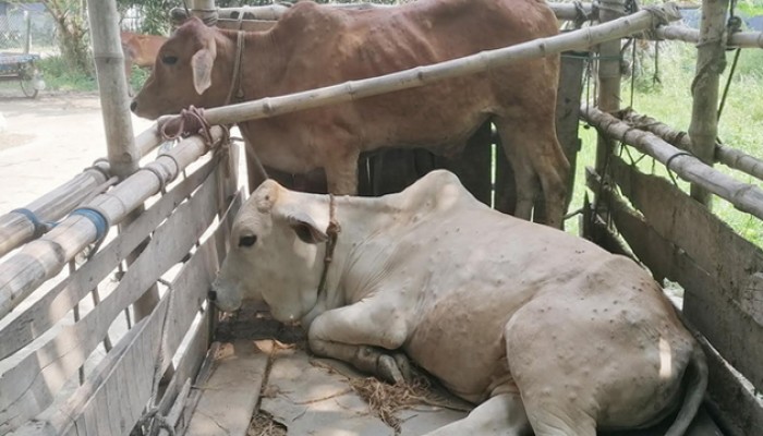 মেহেরপুরে ছড়িয়ে পড়েছে লাম্পি স্কিন রোগ