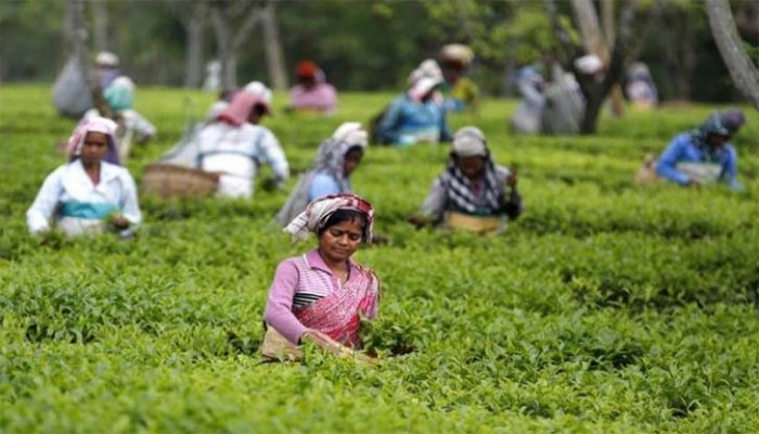 চা শ্রমিক-কর্মচারীদের নিম্নতর মজুরি ঘোষণা