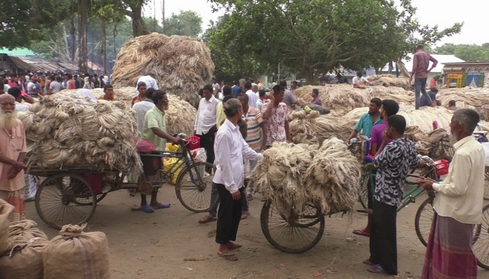 সুদিন ফেরানো যাচ্ছে না সোনালি আঁশের