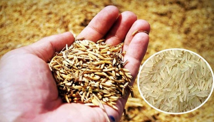 ৪৪ টাকা দরে চাল ও ৩০ টাকায় ধান কিনবে সরকার