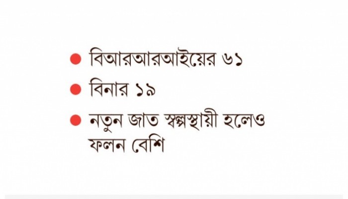 ১৫ বছরে ধানের ৮০ নতুন জাত