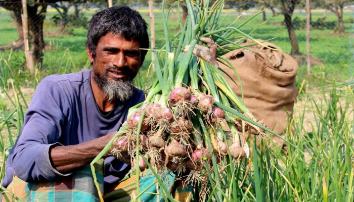 রাজশাহীতে চলতি মৌসুমে উৎপাদন হবে দেড় লাখ টন পেঁয়াজ, বাড়ছে দাম