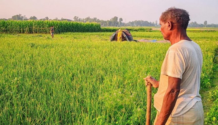 হরিরামপুরে পেঁয়াজ চুরির ভয়ে খেত পাহারা দিচ্ছে কৃষক