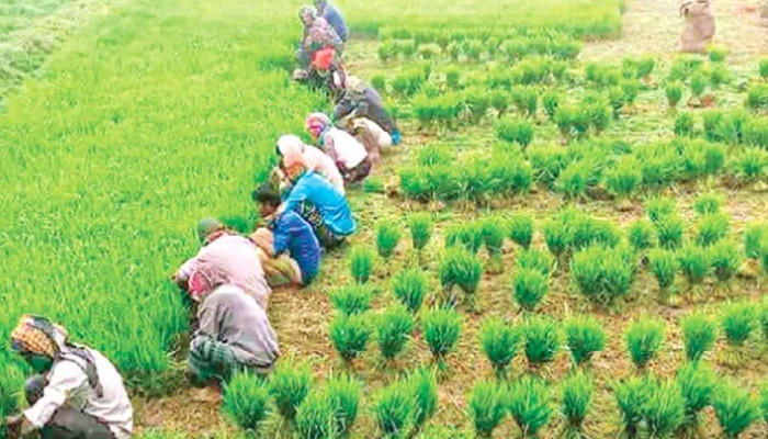 তীব্র শীতে ধানের চারা রোপণ করতে পারছেন না কৃষকরা