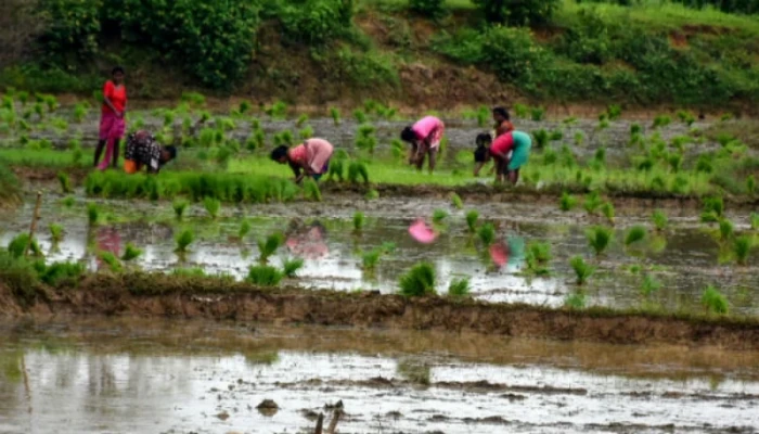 বদলে গেছে ১৭ শতাংশ কৃষকের চাষের ধরন