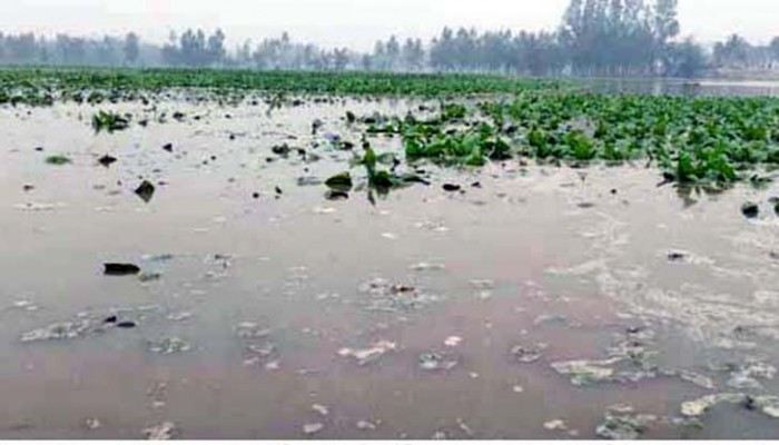 পাড় ভেঙে তলিয়েছে ১০০ একরের ফসল