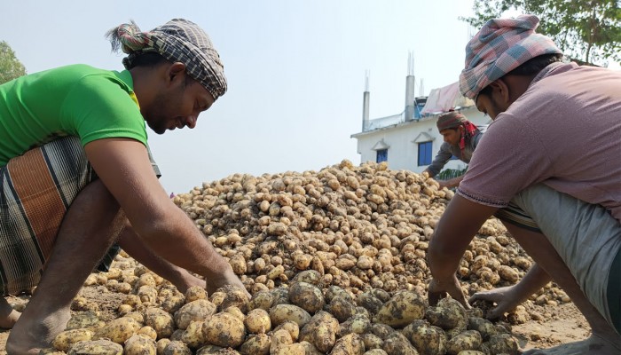 আলুর ফলন ও দামে খুশি বরেন্দ্রের চাষিরা