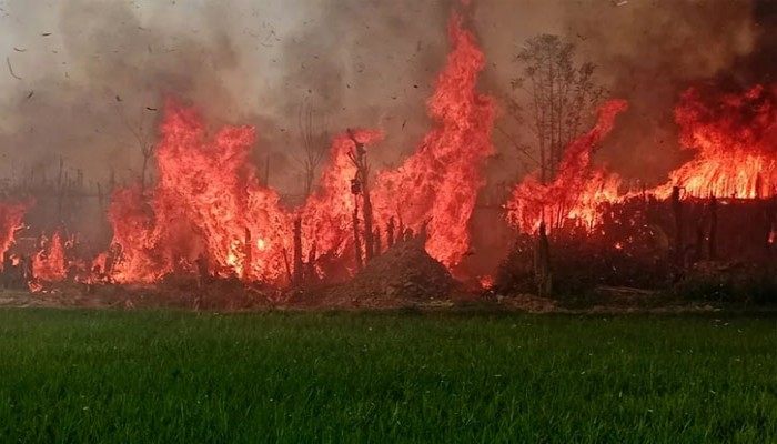 আগুনে পুড়ে ছাই হলো ২ কি.মি পানের বরজ