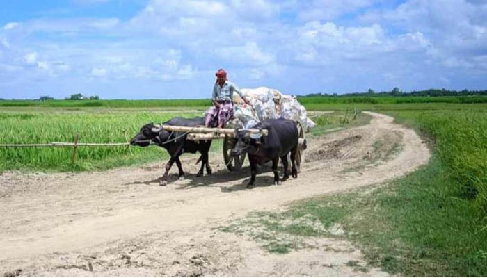 বাঘায় পদ্মার ১১ চরের মানুষের বাহন মহিষের গাড়ি