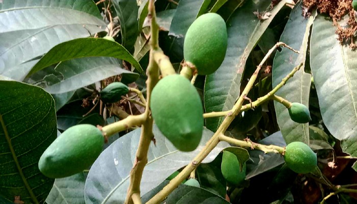 তীব্র খরায় পুঠিয়ায় ঝরে আমের গুটি, কপাল পুড়ছে চাষির