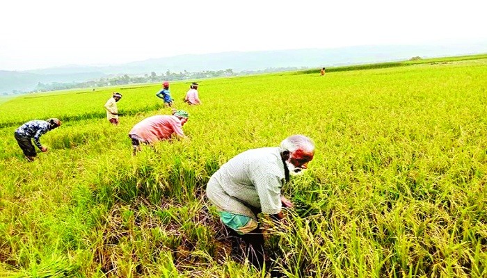 বোরোর বাম্পার ফলনে হাওড়ে উৎসবের আমেজ