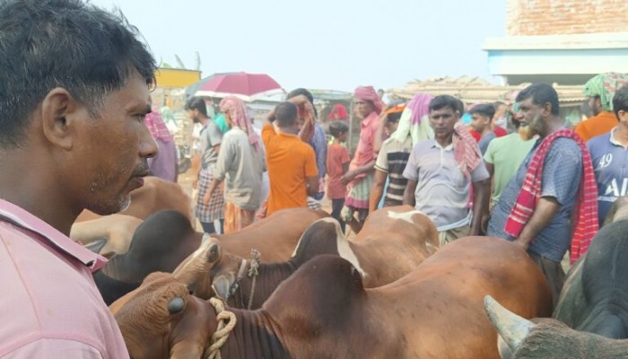 রাজশাহীতে জমে উঠেছে পশুর হাট