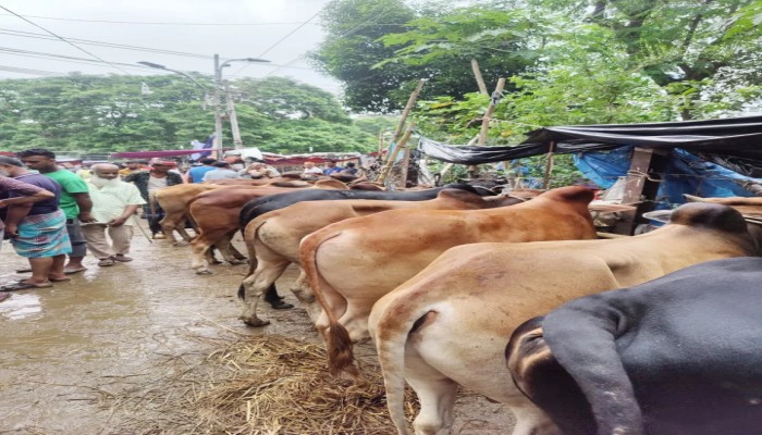 ছোট গরুর বিক্রি বেশি, দামও চড়া