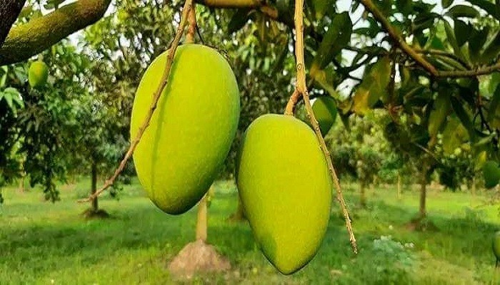 হাঁড়িভাঙা আম ও সবজি সংরক্ষণে দেশের প্রথম হিমাগার হবে মিঠাপুকুরে