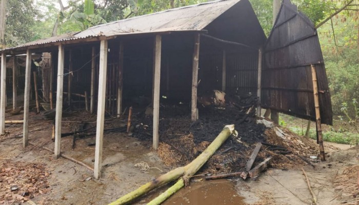 মশার কয়েলের আগুনে পুড়ল ৫ গরু, দগ্ধ মালিক হাসপাতালে