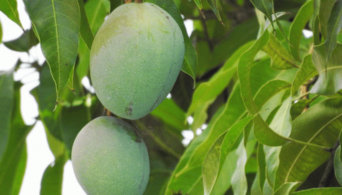 আমপাতা শরীরের জন্য অনেক উপকার