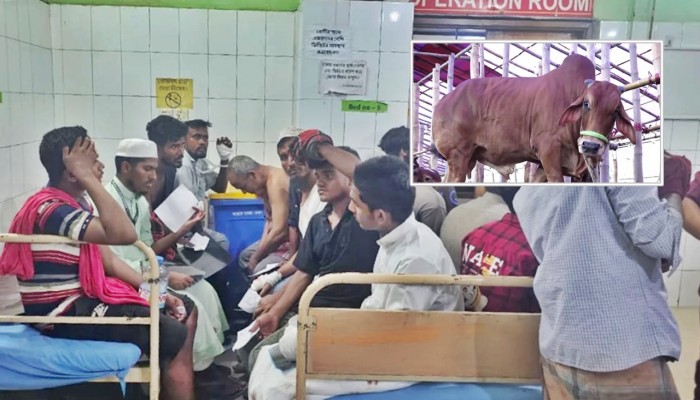 কোরবানি দিতে গিয়ে আহতের সংখ্যা ১০০ ছাড়িয়েছে
