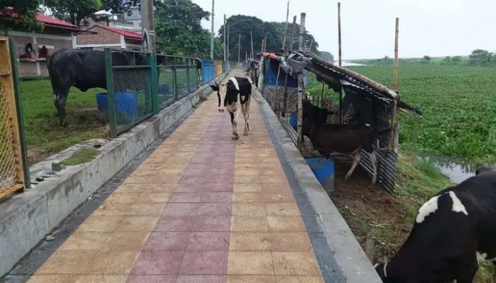 রাজশাহী মহানগরীর লালন শাহ পার্কে এখন গরুর খামার!