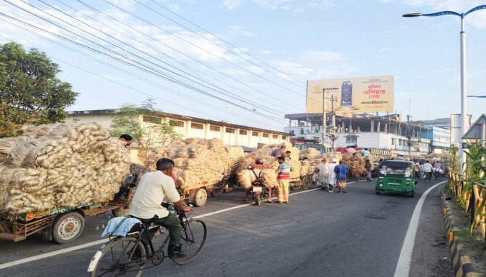 রাজশাহীতে পাটের বাম্পার ফলন ও দাম: কৃষকের মুখে হাসি