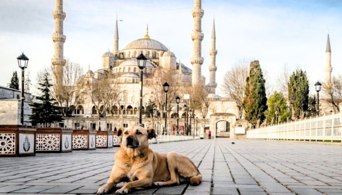 পাত্রে রাখা গোশতে কুকুর মুখ দিলে করণীয় কী?