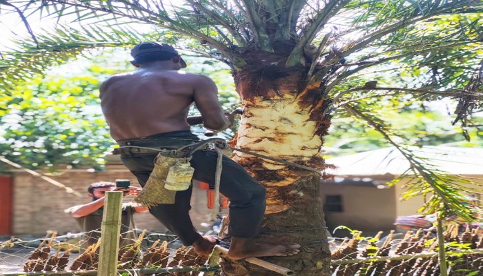 দুর্গাপুরে খেজুরের রস সংগ্রহের প্রস্তুতিতে ব্যস্ত গাছিরা