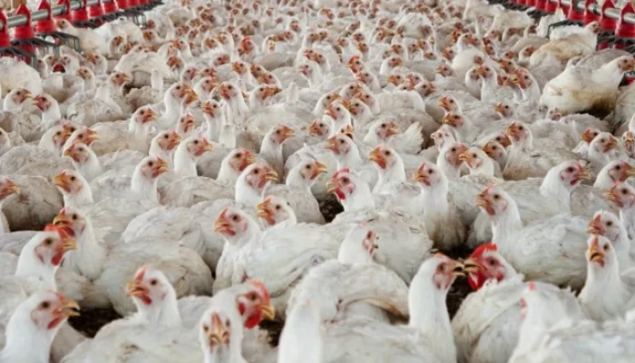 ৭ দফা দাবি না মানলে শনিবার থেকে মুরগি–ডিম উৎপাদন বন্ধ: বিপিএ