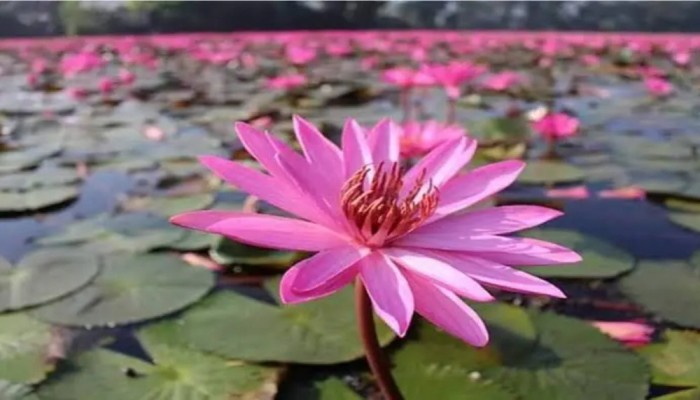 শাপলা তুলতে গিয়ে ৪ স্কুলশিক্ষার্থীর মৃত্যু