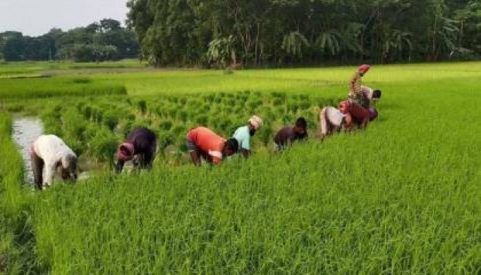 প্রাকৃতিক দুর্যোগ সত্ত্বেও রাজশাহীতে আমনে বাম্পার ফলন