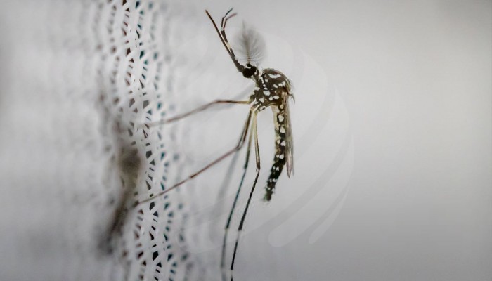 দেশে একদিনে ডেঙ্গুতে হাসপাতালে ভর্তি ৫৭২