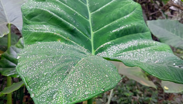 রাজশাহীতে শীতের মধ্যে গুঁড়ি গুঁড়ি বৃষ্টি, বাড়তে পারে শীতের তীব্রতা