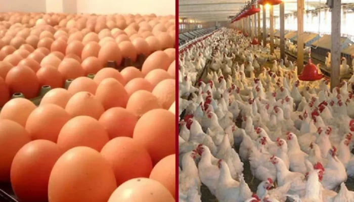 বাংলাদেশসহ ৪০ দেশের পোলট্রি ও ডিম নিচ্ছে না সৌদি আরব