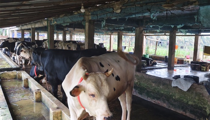 মুরাদনগরে কোরবানির জন্য প্রস্তুত ২২ হাজার পশু