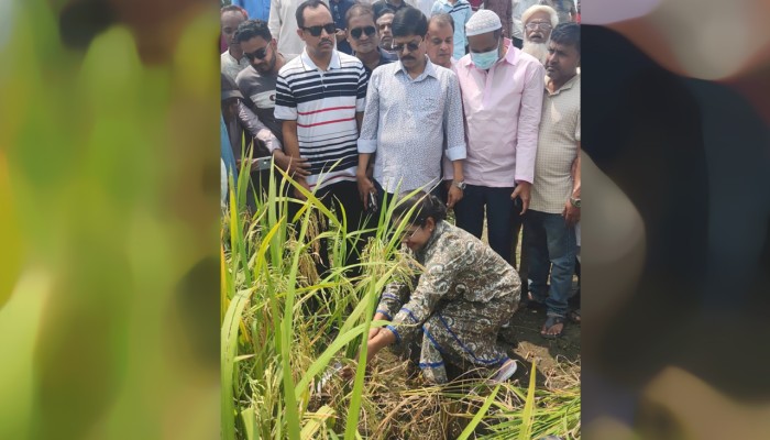 কৃষকদের সঙ্গে ধান কাটলেন এমপি প্রিয়াঙ্কা