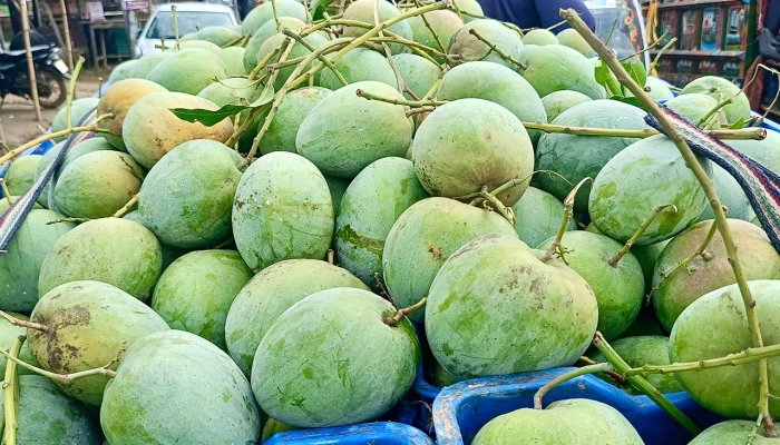 রেকর্ড দামে বিক্রি হচ্ছে বারি-৪ আম