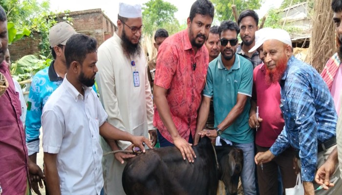 রাজশাহীতে যুবদল নেতা সাহেবজাদার উদ্যোগে চরমাঝারদিয়ায় ৩ হাজার গরুকে ফ্রি টিকা