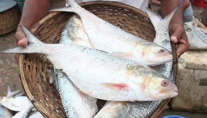২২ দিন ইলিশ ধরা, ক্রয়-বিক্রয় নিষিদ্ধ