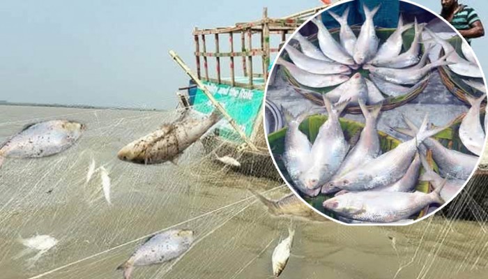 ইলিশের উৎপাদন-আকার-স্বাদ সবই কমছে